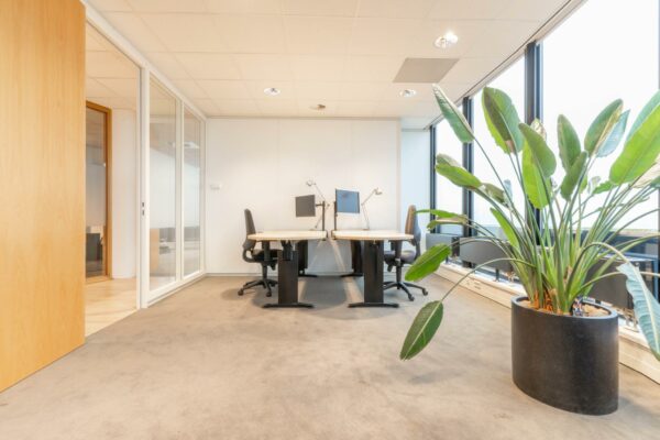 Modern kantoor met twee werkplekken, grote ramen en een grote groene plant op de voorgrond.